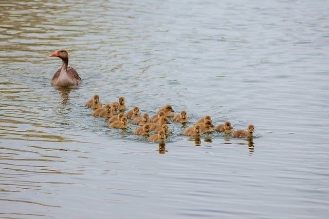 A goose with her chicks swimming in the water, creating a heartwarming scene perfect for a kindergarten lesson on animal families and habitats.